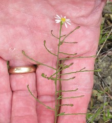Symphyotrichum depauperatum