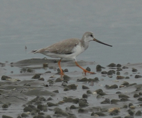 iNaturalist image