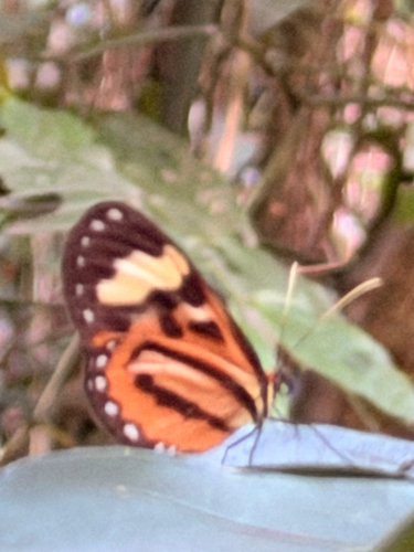 Euclea Tigerwing