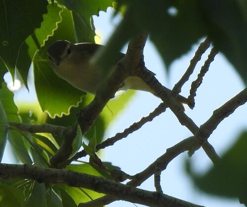 Eastern Warbling Vireo