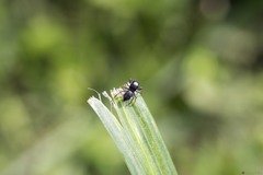 Heliophanus flavipes