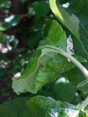 Dysaphis plantaginea