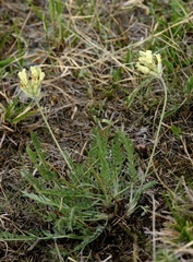 Oxytropis recognita