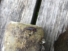 Erpobdella octoculata