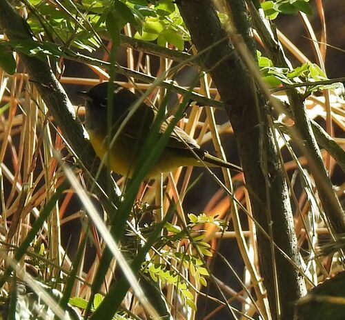 MacGillivray's Warbler