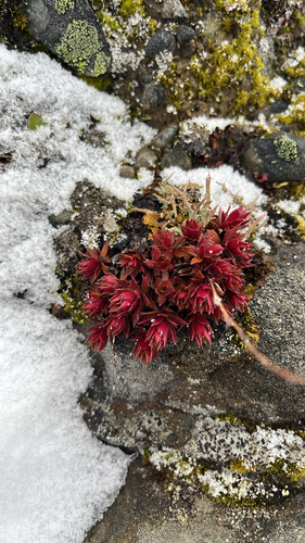 Saxifraga tricuspidata observed 2026-10-18