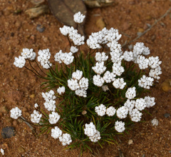 Laxmannia grandiflora