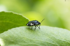 Tritomegas sexmaculatus