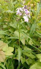 Hesperis matronalis