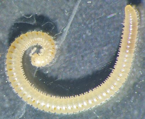 Galliobates gracilis