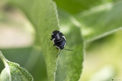 Tritomegas sexmaculatus