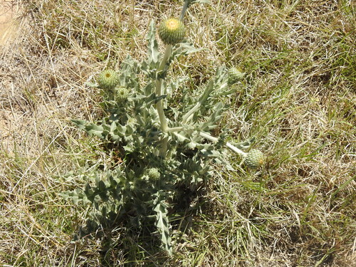 Wavyleaf Thistle
