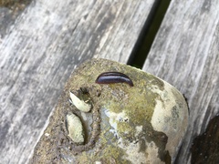 Erpobdella octoculata