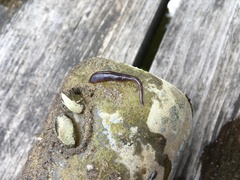 Erpobdella octoculata