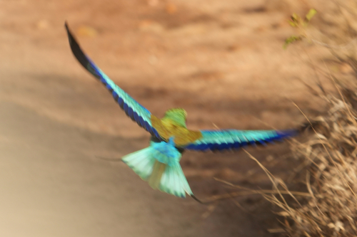 iNaturalist image