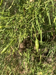 Maerua rosmarinoides