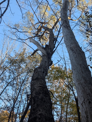 Juglans cinerea, 2026-10-20