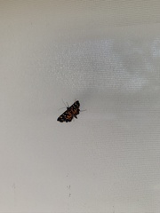 Diathrausta ochreipennis