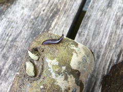 Erpobdella octoculata