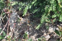 Agelena labyrinthica