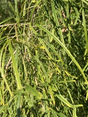 Maerua rosmarinoides