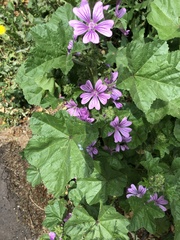 Malva sylvestris