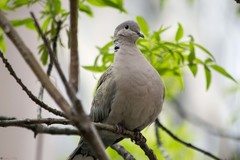 Streptopelia decaocto