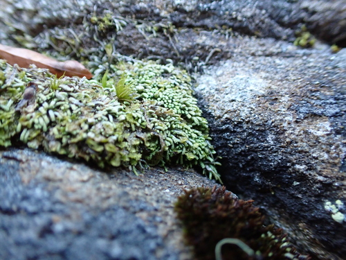 Gymnomitrion obtusum observed 2026-10-20