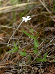 Moehringia umbrosa
