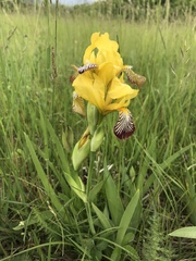 Iris variegata