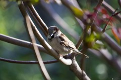 Passer domesticus
