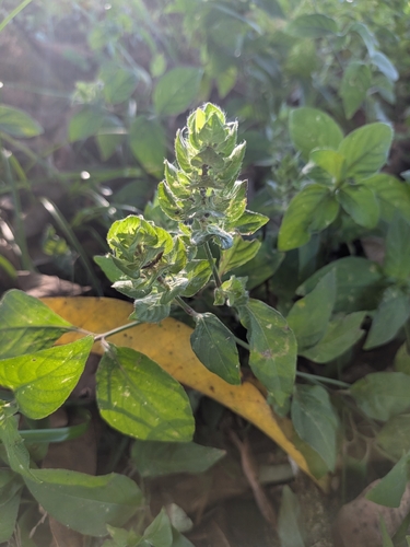 Ruellia blechum observed 2026-10-20