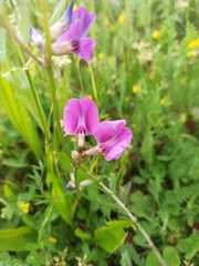 Lathyrus hirsutus