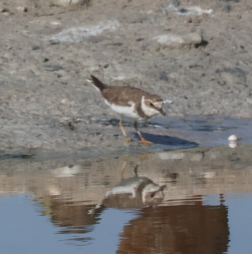 iNaturalist image