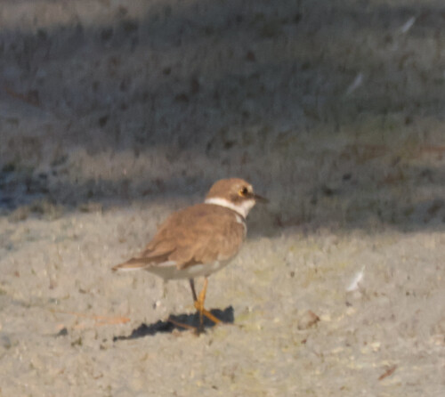 iNaturalist image