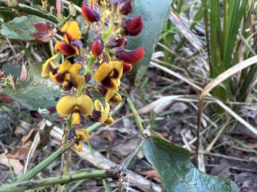 Daviesia latifolia, 2026-10-21