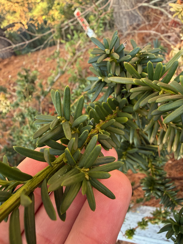 Taxus cuspidata observed 2026-10-20