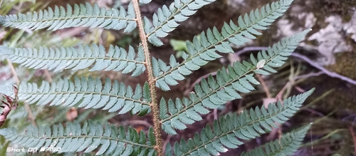 soft shield fern