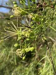 Maerua rosmarinoides