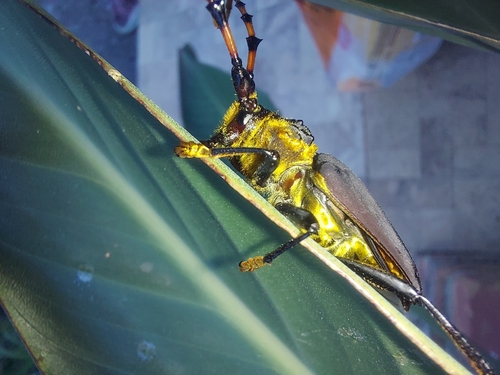 Dorcacerus barbatus