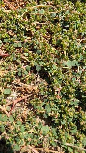 Euphorbia serpens observed 2026-10-20