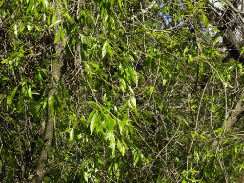 Blepharocalyx salicifolius, 2026-10-18