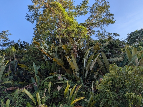 Phenakospermum guyannense observed 2026-10-20