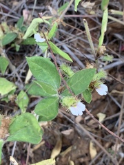 Blepharis maderaspatensis