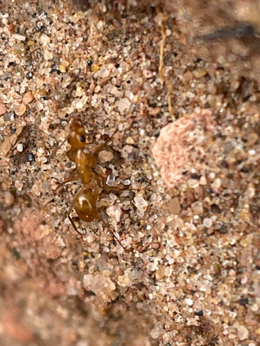 Festinatus-group Carpenter Ants