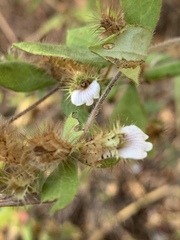 Blepharis maderaspatensis