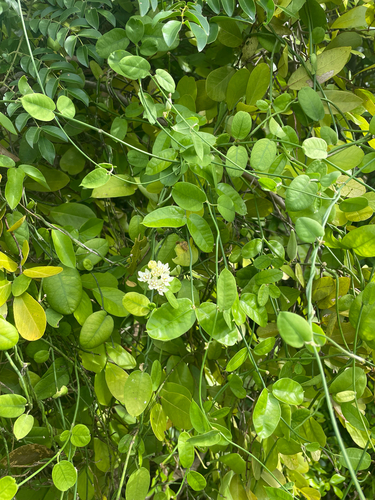 Funastrum clausum, 2026-10-20