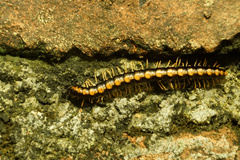 Helicorthomorpha