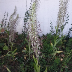 Himantoglossum hircinum