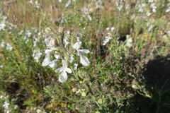 Teucrium pseudochamaepitys